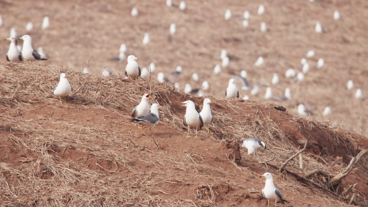 九鸡岛非军事区(韩国非军事区)-居住在韩国的黑尾鸥(Larus crassirostris)视频素材