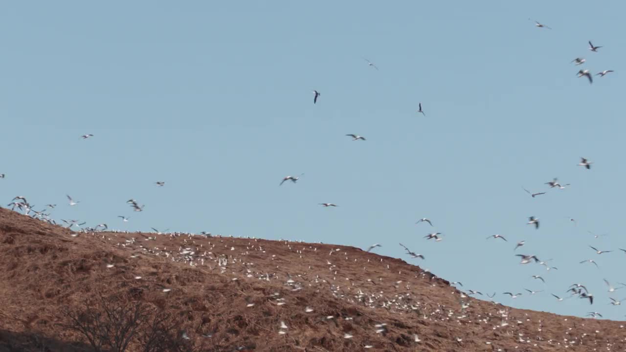 非军事区(韩国非军事区)——一群黑尾鸥(Larus crassirostris)在韩国龟岛(Gujido Island)飞向天空视频素材