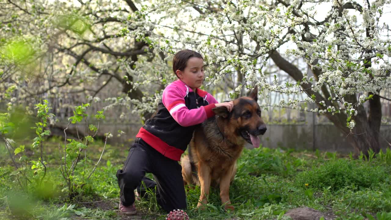 金发小女孩在公园外面看牧羊犬视频素材