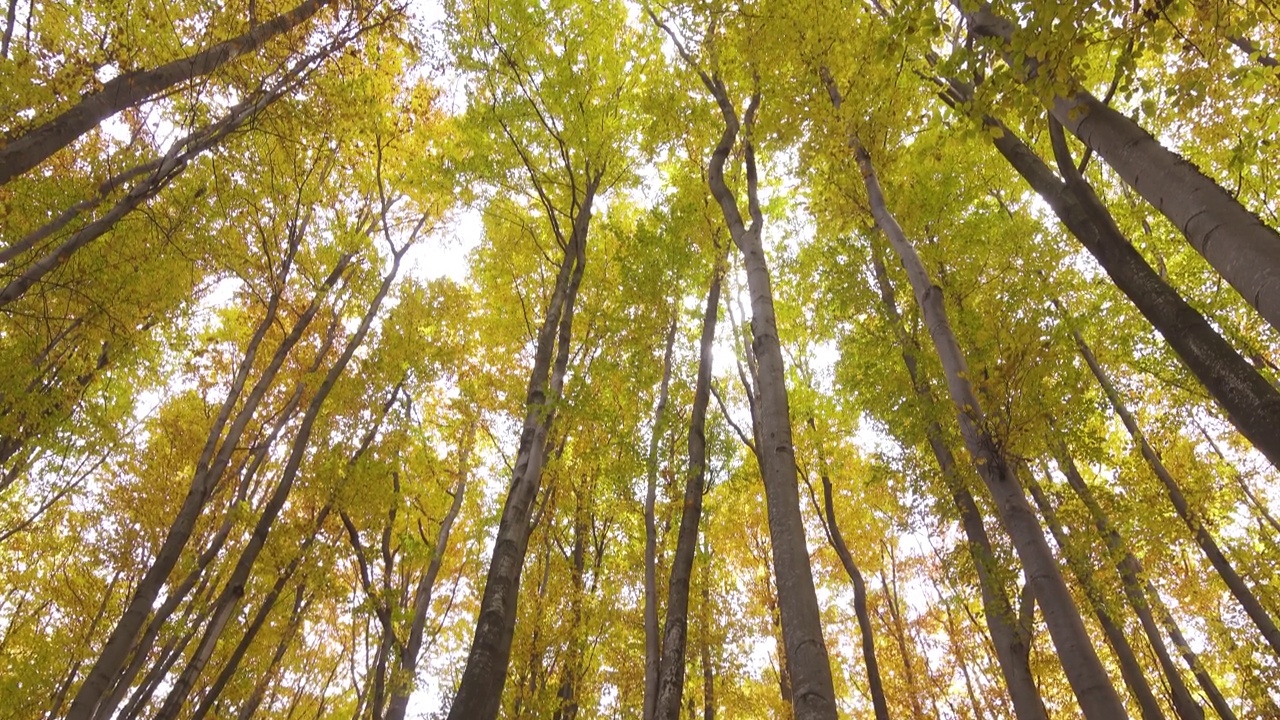 秋天的山毛榉林被阳光照亮视频素材