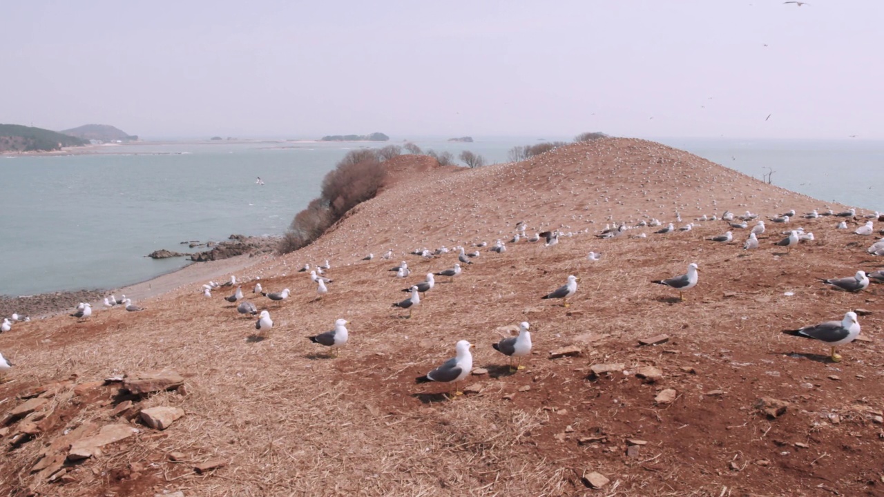 非军事区(朝鲜非军事区)-一群黑尾鸥(Larus crassirostris)在九鸡岛海上/韩国视频素材