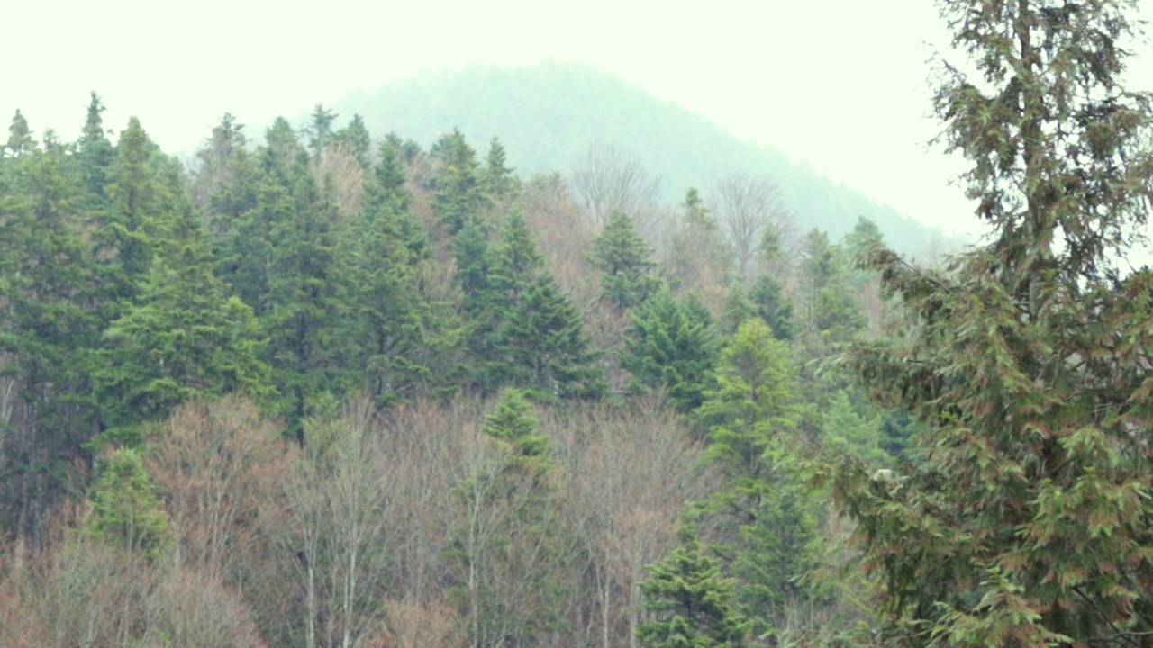 山地森林和针叶林景观视频素材