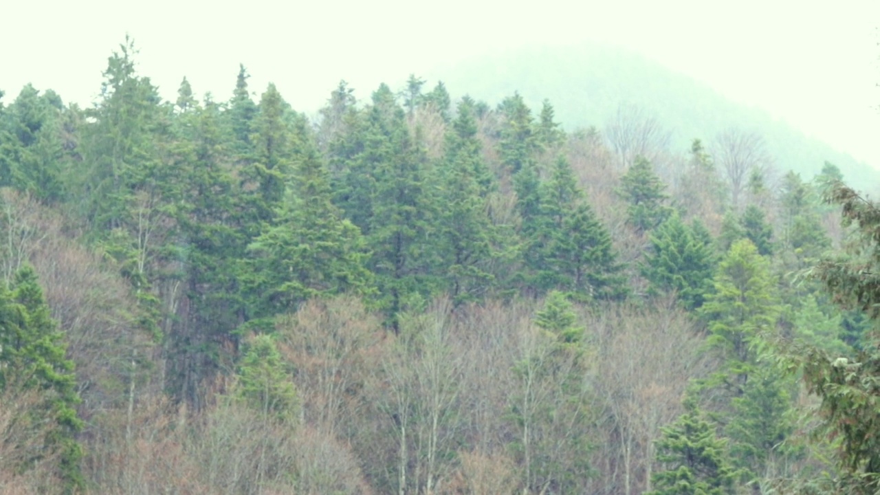 山地森林和针叶林景观视频素材