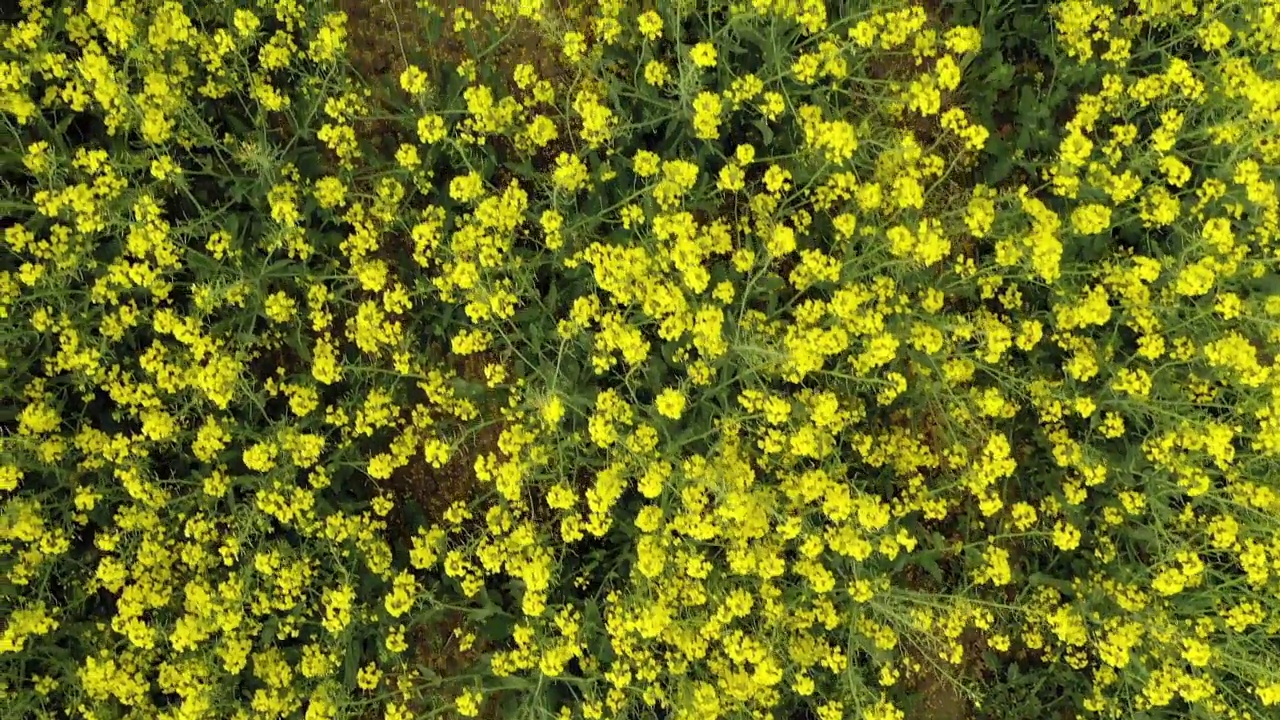 盛开着油菜籽的黄色田野。这种植物的明亮的黄色。油菜籽领域视频素材