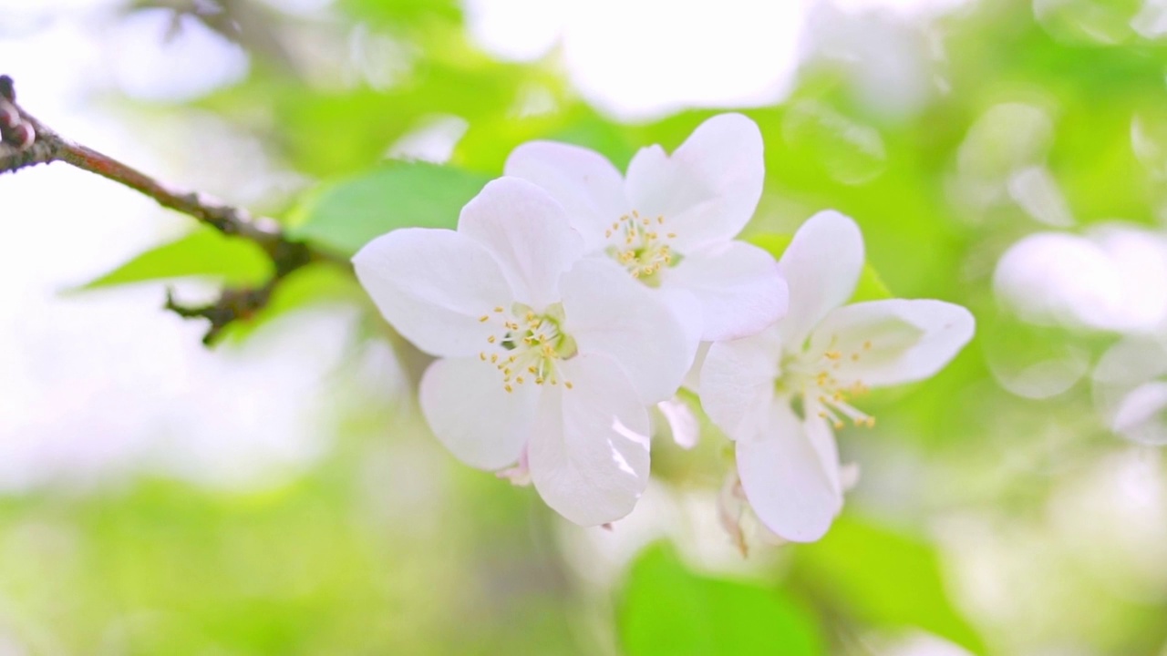 户外苹果园的苹果花在春天盛开，苹果花的花瓣脱落，雄蕊已经被花粉传播视频素材