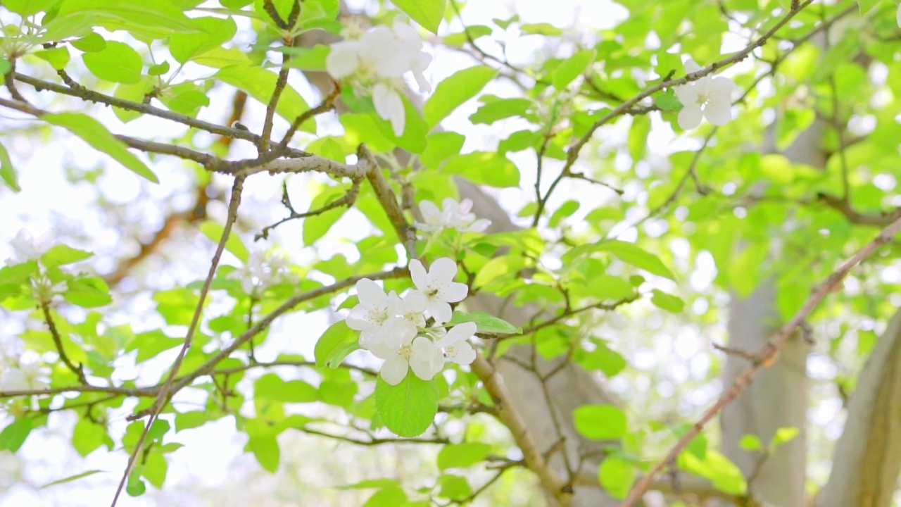 户外苹果园的苹果花在春天盛开，苹果花的花瓣脱落，雄蕊已经被花粉传播视频素材