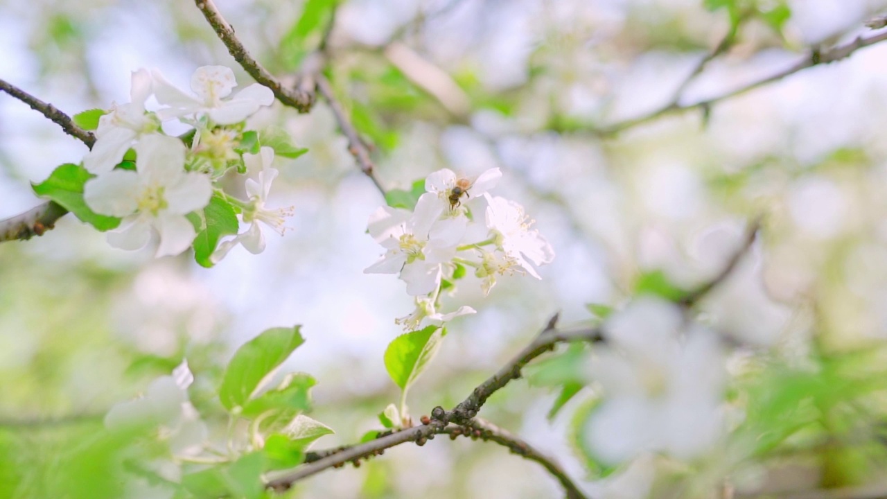 户外苹果园的苹果花在春天盛开，苹果花的花瓣脱落，雄蕊已经被花粉传播视频素材