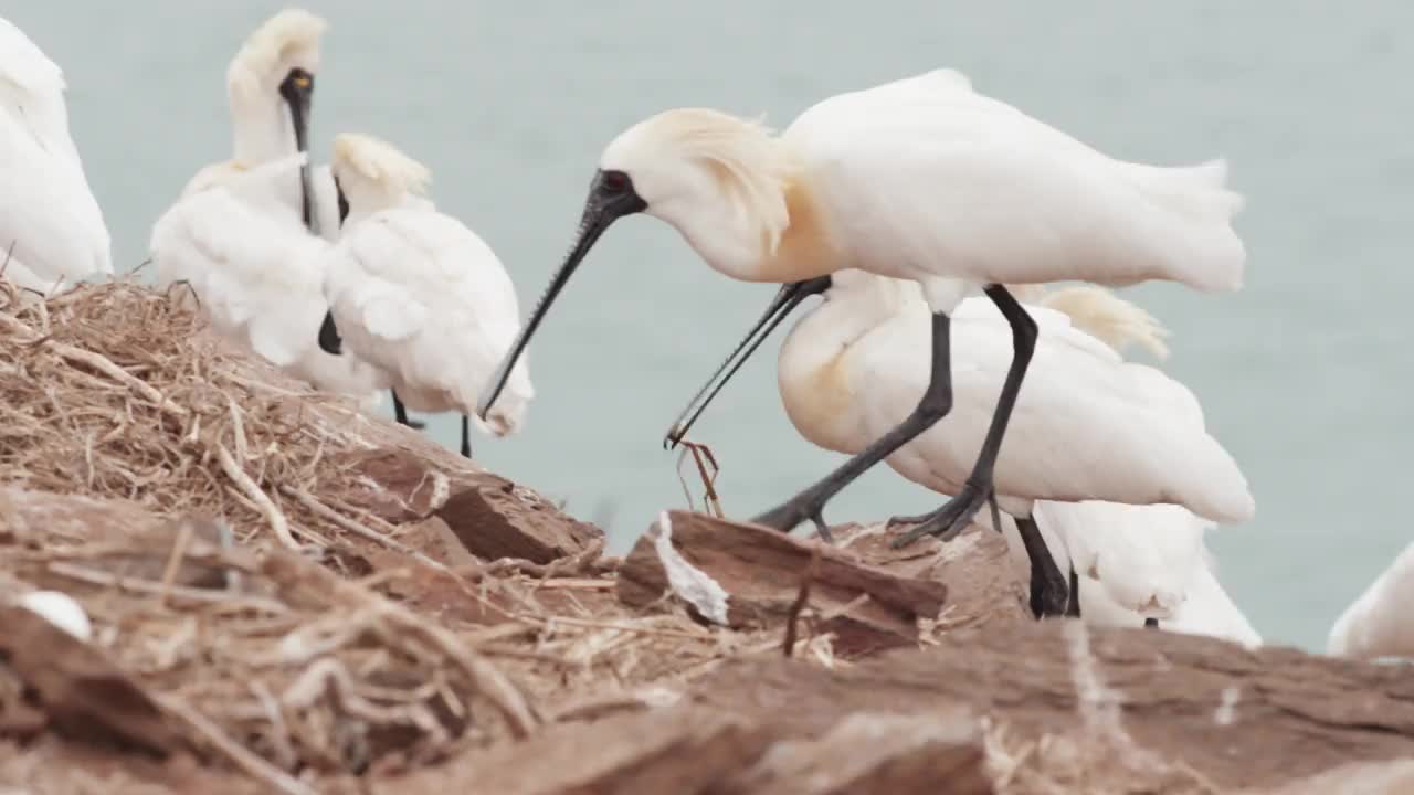 DMZ(朝鲜非军事区)，Gujido岛-黑脸琵鹭(Platalea minor)携带和窃取树枝筑巢/韩国视频素材