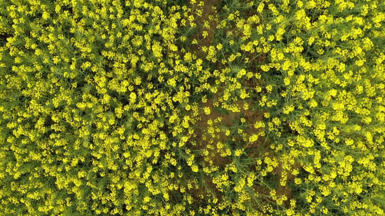 盛开着油菜籽的黄色田野。这种植物的明亮的黄色。油菜籽领域视频素材