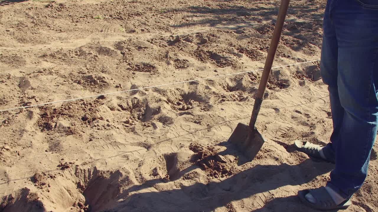 一个人种植土豆，用泥土覆盖块茎。视频素材