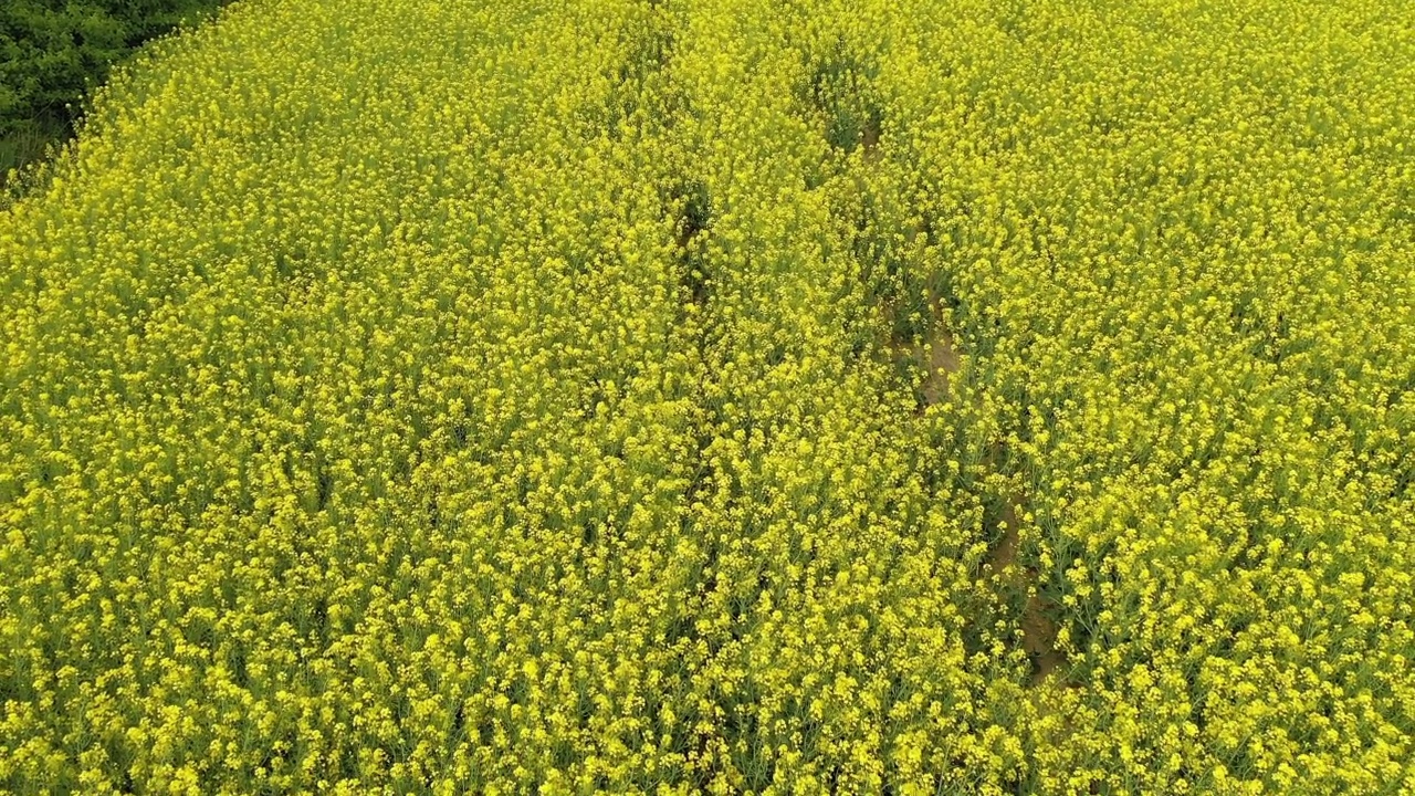 盛开着油菜籽的黄色田野。这种植物的明亮的黄色。油菜籽领域视频素材