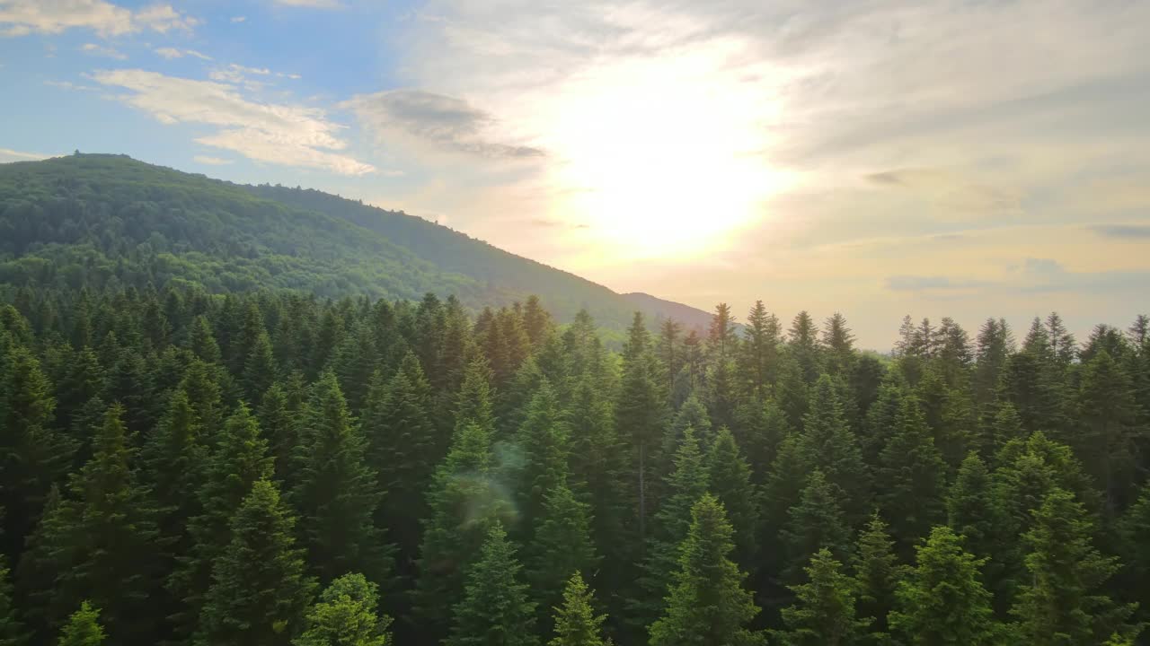 鸟瞰图:日落时，绿色的松树林和覆盖群山的深色云杉。从上面看北方的林地景色视频素材