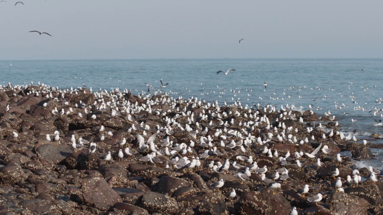 非军事区(朝鲜非军事区)-一群黑尾鸥(Larus crassirostris)在九鸡岛海上/韩国视频素材