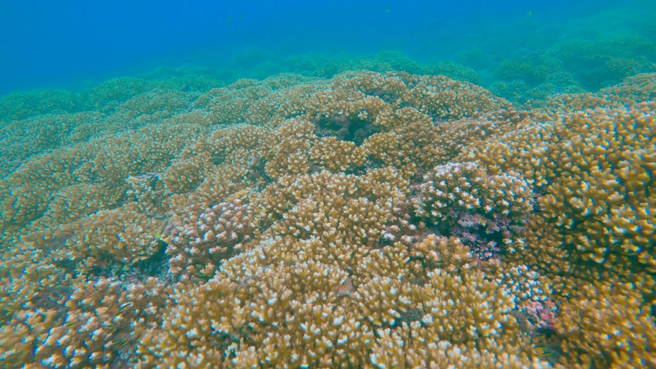 水下:热带珊瑚礁和珊瑚白化的纹理概述视频素材