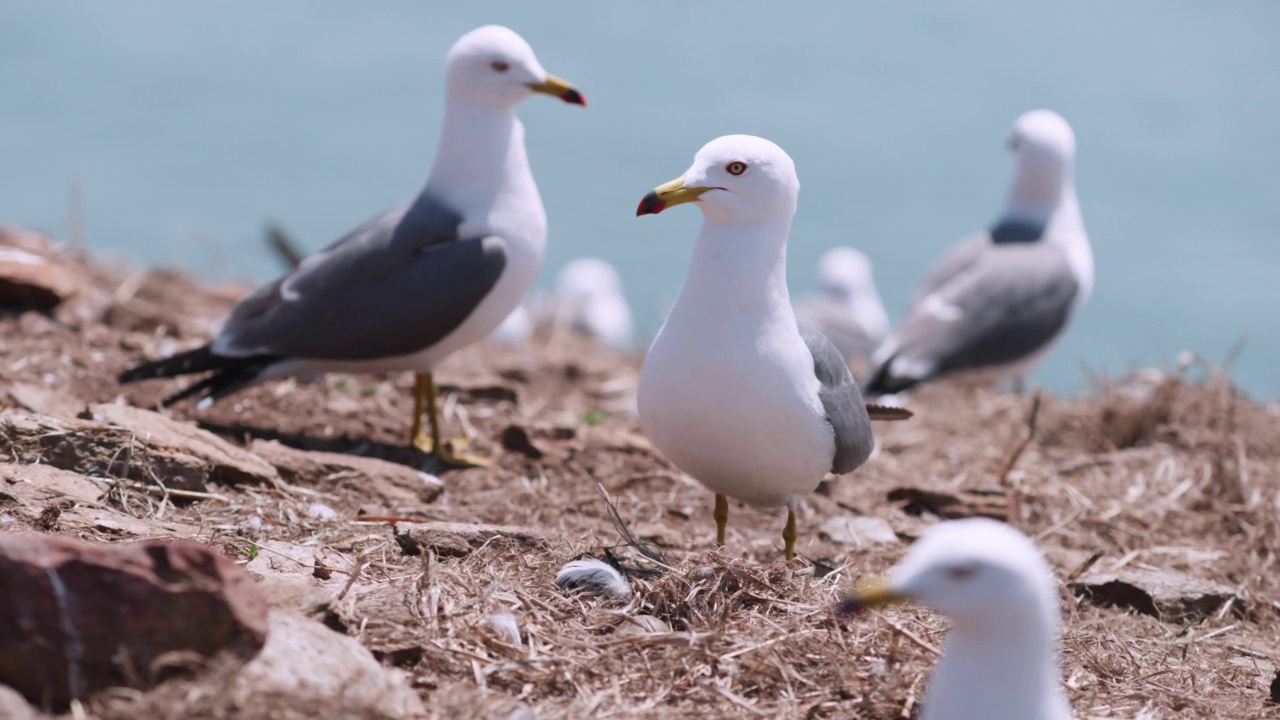 九鸡岛DMZ(韩国非军事区)-保护蛋的黑尾鸥(Larus crassirostris) /韩国视频素材