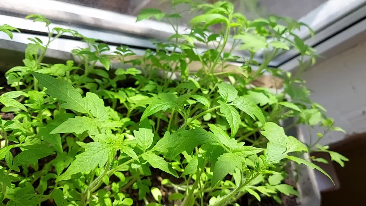 番茄幼苗生长在窗台上的盒子里。园艺在家里。种植蔬菜。视频素材