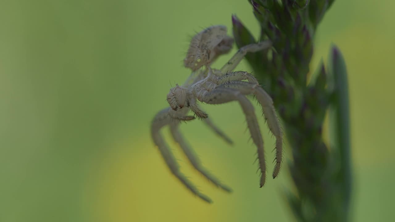 微距镜头中，一只蟹蛛挂在一株植物(Xysticus Croceus)上，背景模糊视频素材