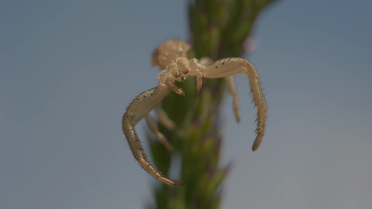 微距镜头中，一只蟹蛛挂在一株植物(Xysticus Croceus)上，背景模糊视频素材