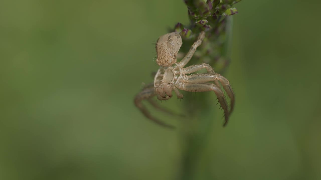 微距镜头中，一只蟹蛛挂在一株植物(Xysticus Croceus)上，背景模糊视频素材