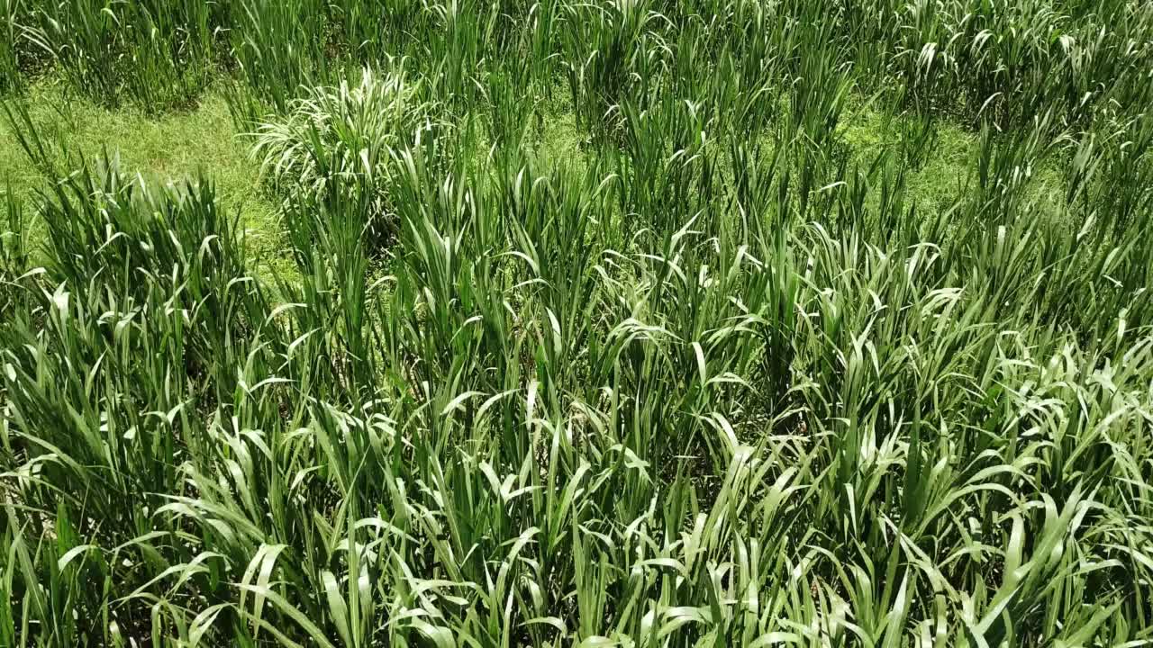 紫花狼尾草饲草种植鸟瞰图视频下载