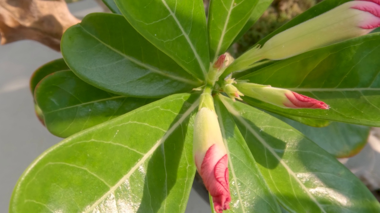 一种生长在沙漠中的植物，含有被绿叶包围的粉红色花蕾视频素材