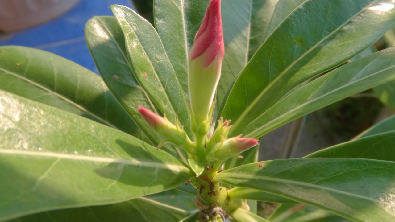 一种生长在沙漠中的植物，含有被绿叶包围的粉红色花蕾视频素材