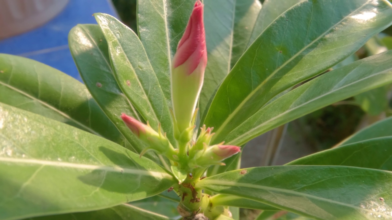 一种生长在沙漠中的植物，含有被绿叶包围的粉红色花蕾视频素材