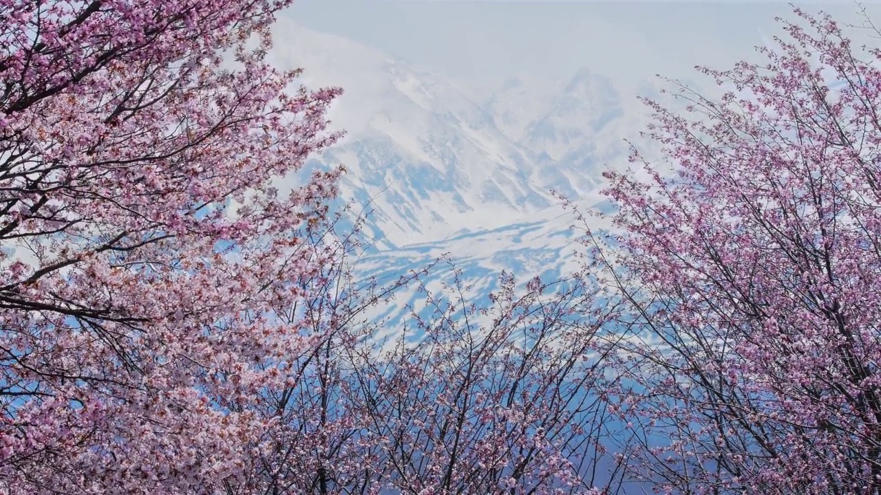 樱花，樱花视频素材