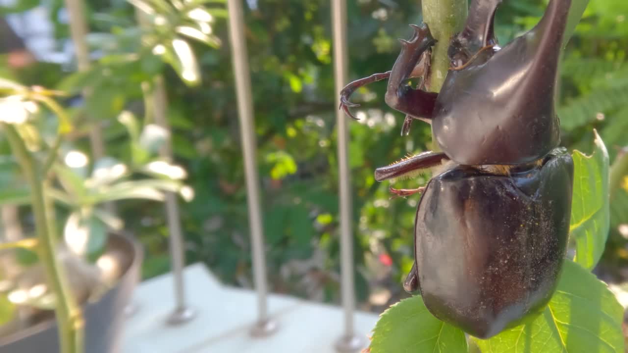 角甲虫栖息在植物的树枝上，这种动物是棕色的，有角视频素材