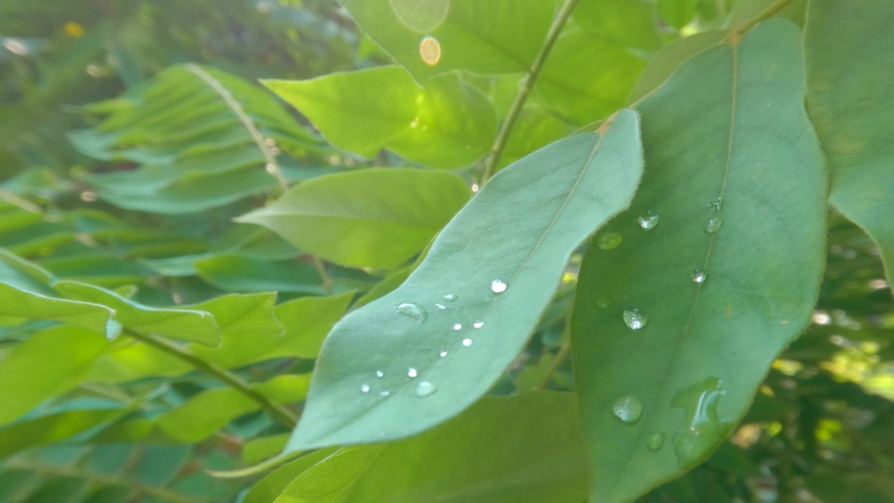 胆豆属植物的嫩枝顶端有浓密的绿叶，叶小而细，有一点毛，果实用作蔬菜视频素材