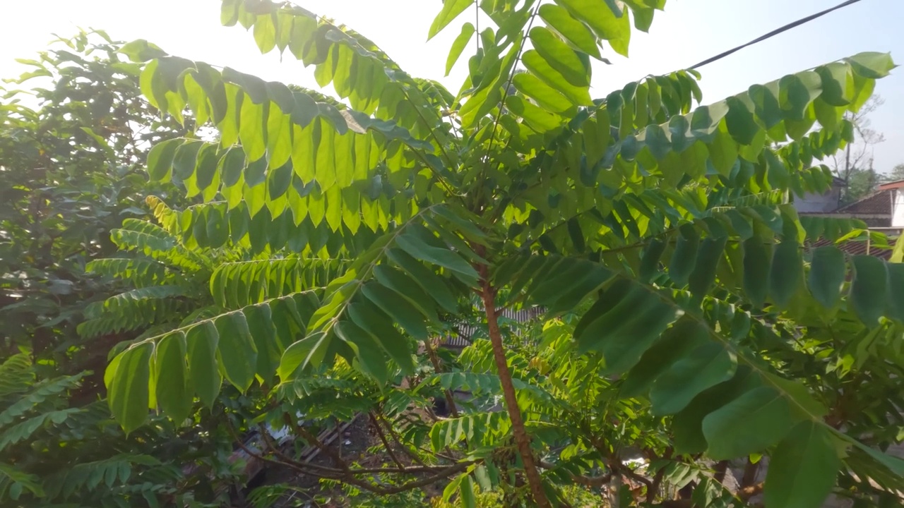 胆豆属植物的嫩枝顶端有浓密的绿叶，叶小而细，有一点毛，果实用作蔬菜视频素材