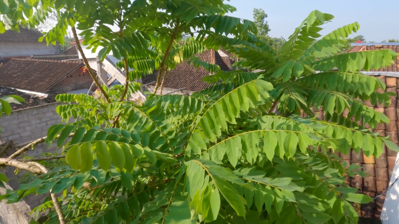 胆豆属植物的嫩枝顶端有浓密的绿叶，叶小而细，有一点毛，果实用作蔬菜视频素材