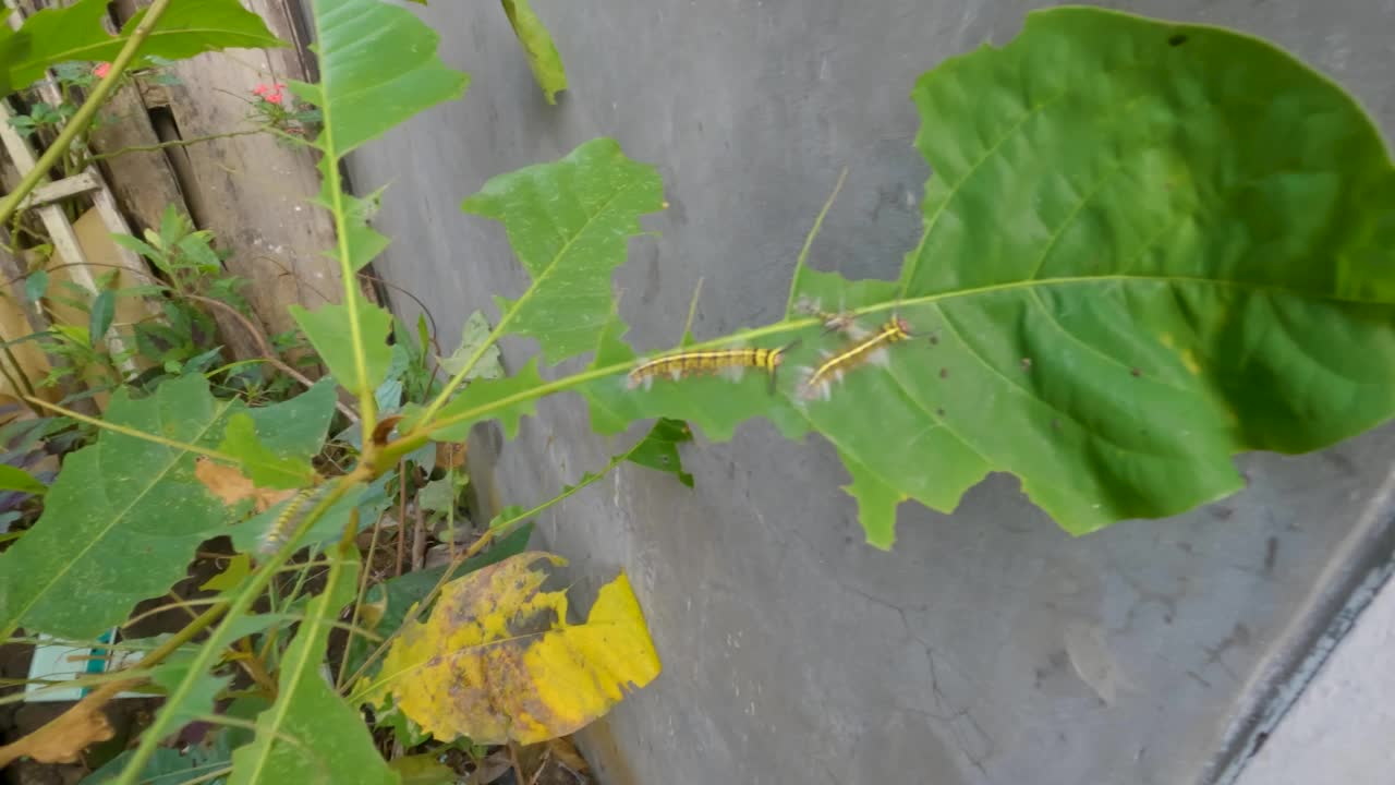 成群的毛虫已经完成了克特蓬的叶子，条纹毛虫是一种商品作物害虫视频素材