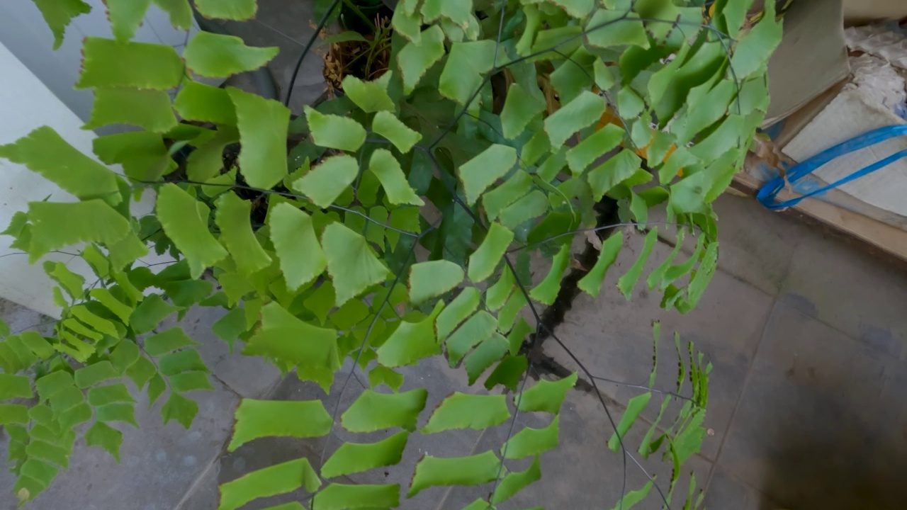 蕨类植物或含有孢子的绿叶植物，生长在房子露台上的花盆里作为装饰视频素材