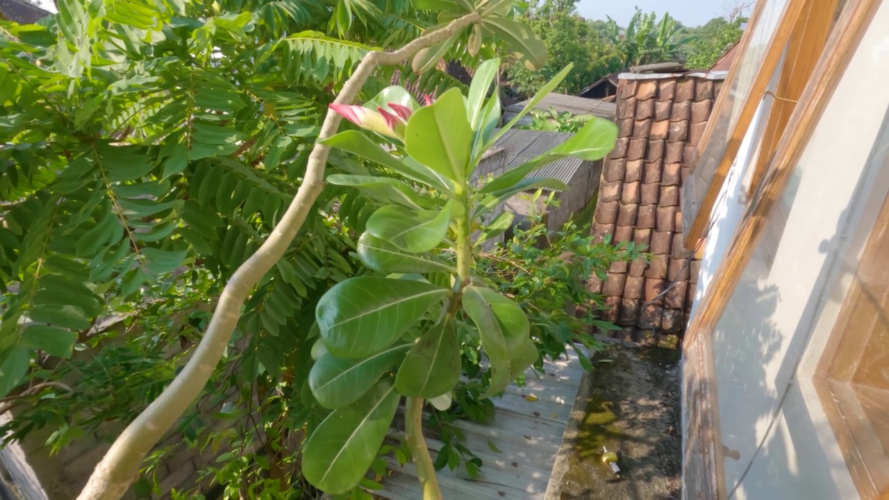 一种生长在沙漠中的植物，含有被绿叶包围的粉红色花蕾视频素材