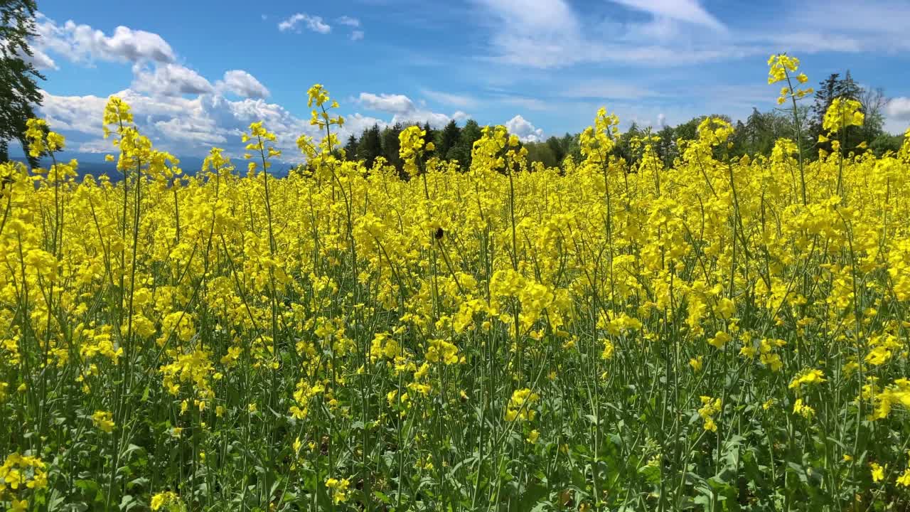 瑞士汝拉山脉盛开的油菜籽田，俯瞰瑞士阿尔卑斯山的低地视频素材