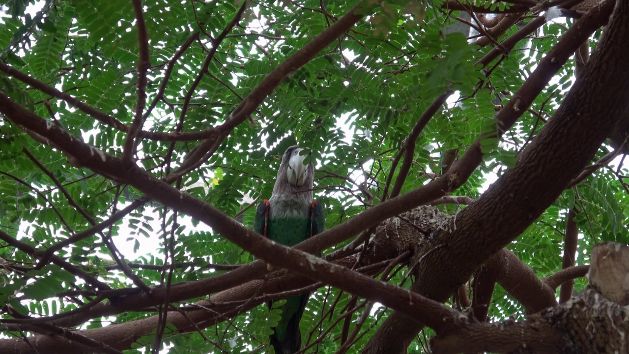 鹦鹉(Poicephalus robustus)，一种奇异的鸟，坐在树上视频素材