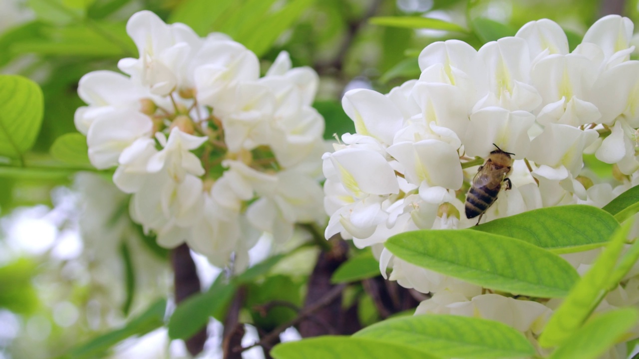 白花和蜜蜂视频素材