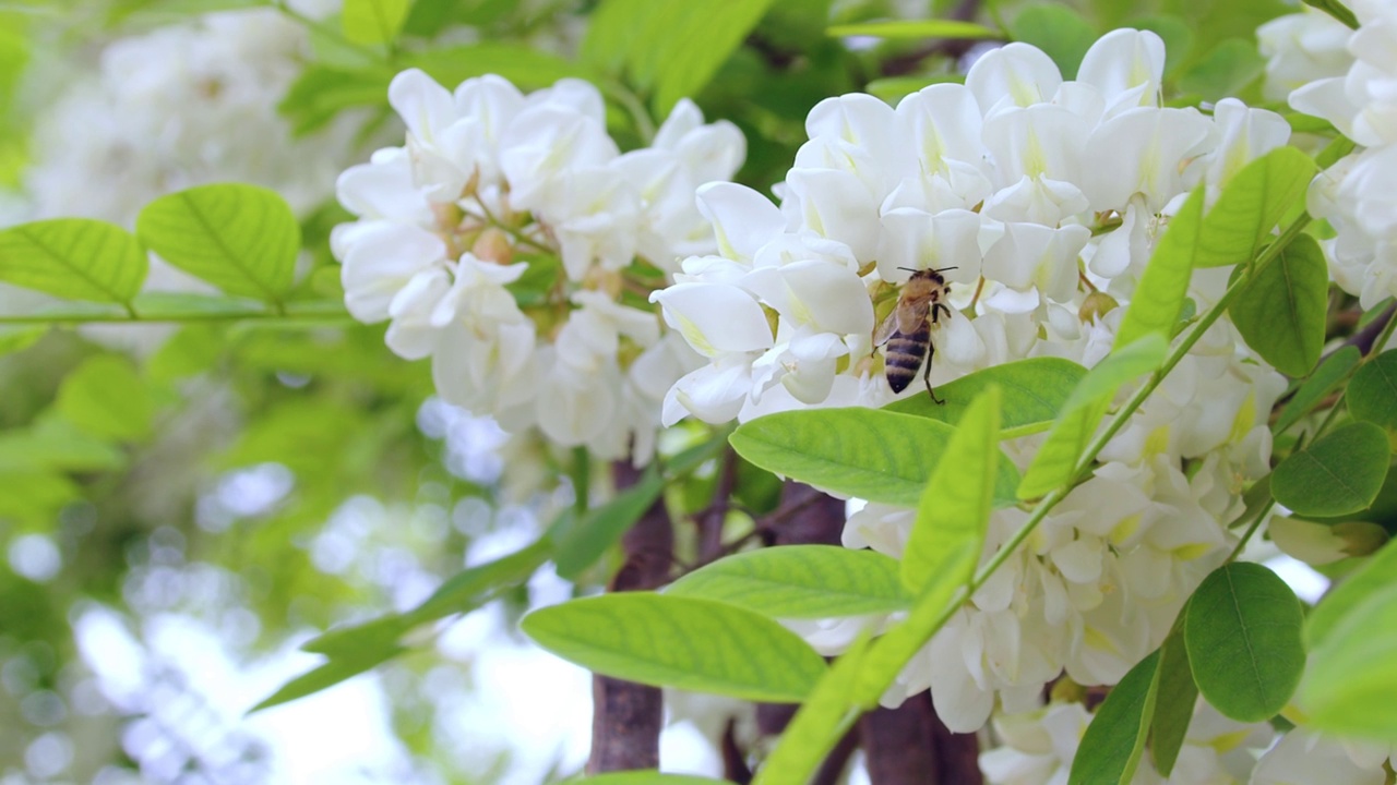 白花和蜜蜂视频素材