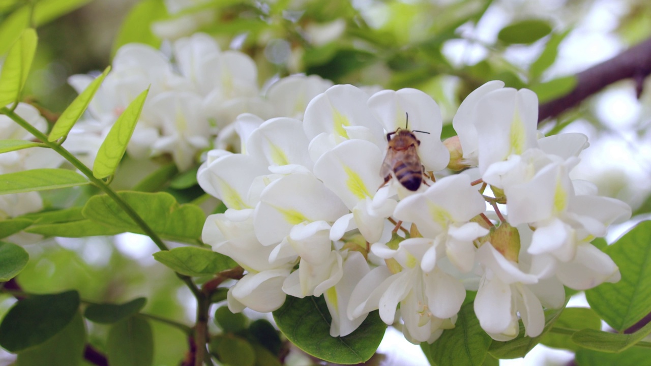 白花和蜜蜂视频素材