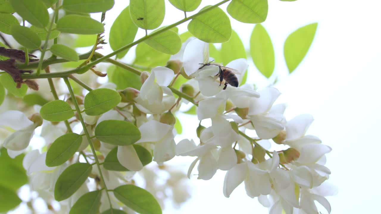 白花和蜜蜂视频素材