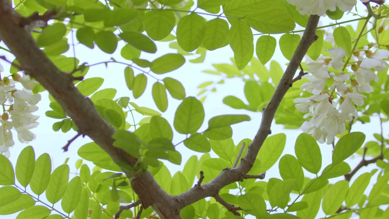 白色的花朵视频素材