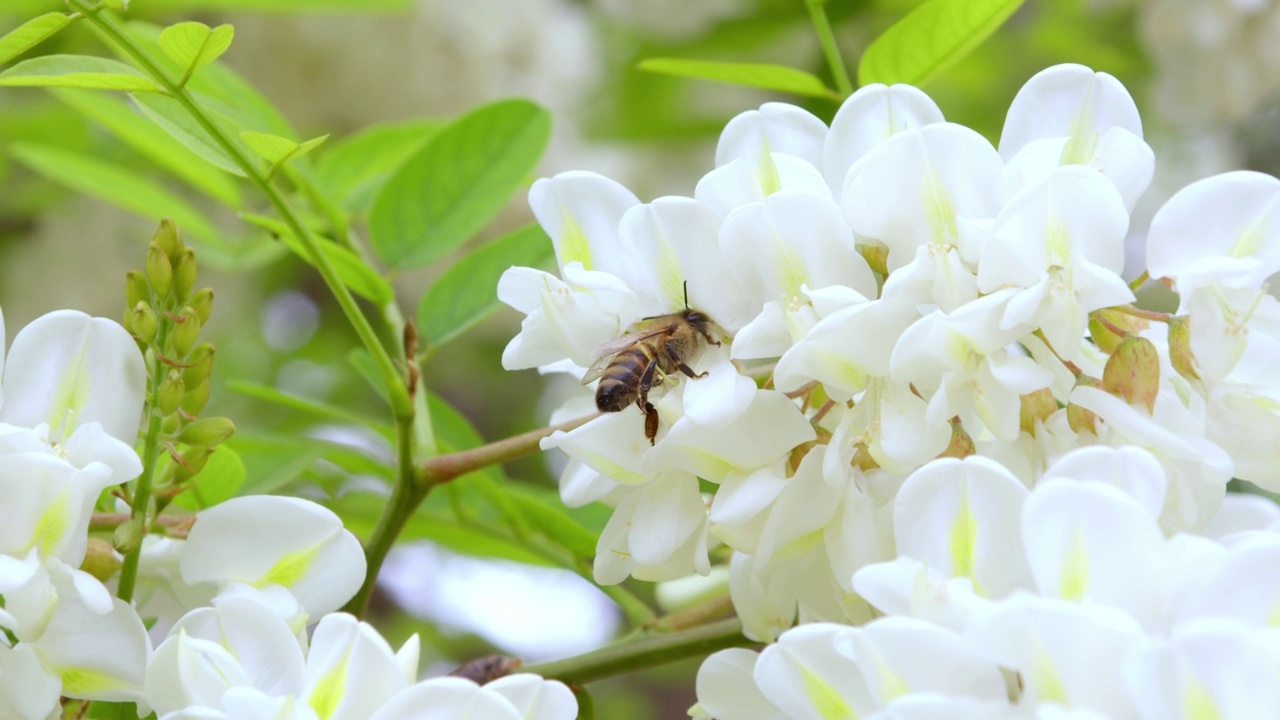 白花和蜜蜂视频素材