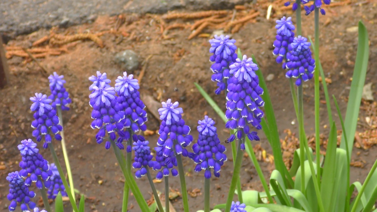 麝香花(lat。或蝰蛇弓，或老鼠风信子蓝视频素材