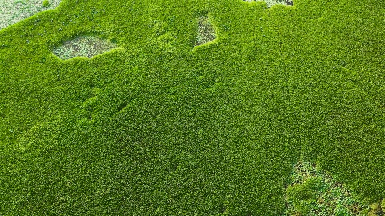 斯里兰卡的湿地。视频素材