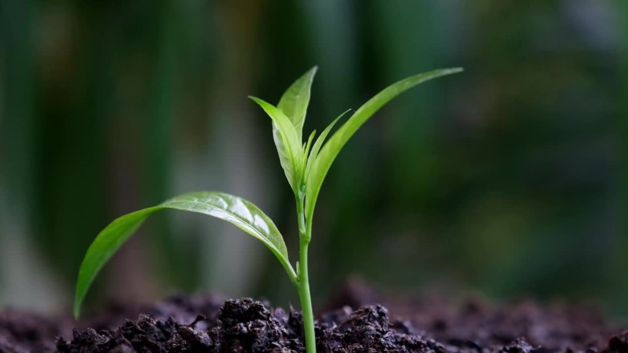 在慢动作中，它落在绿色的幼苗上。视频素材