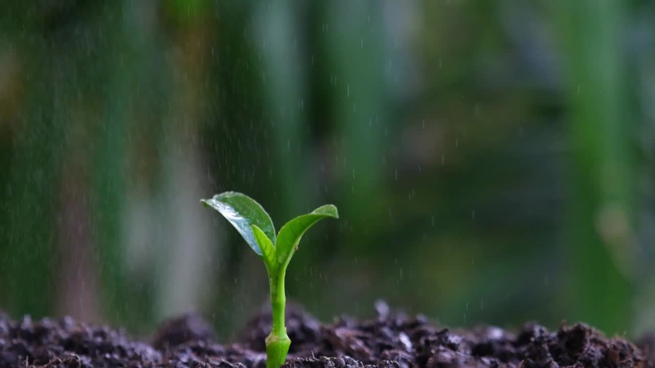 在慢动作中，它落在绿色的幼苗上。视频素材