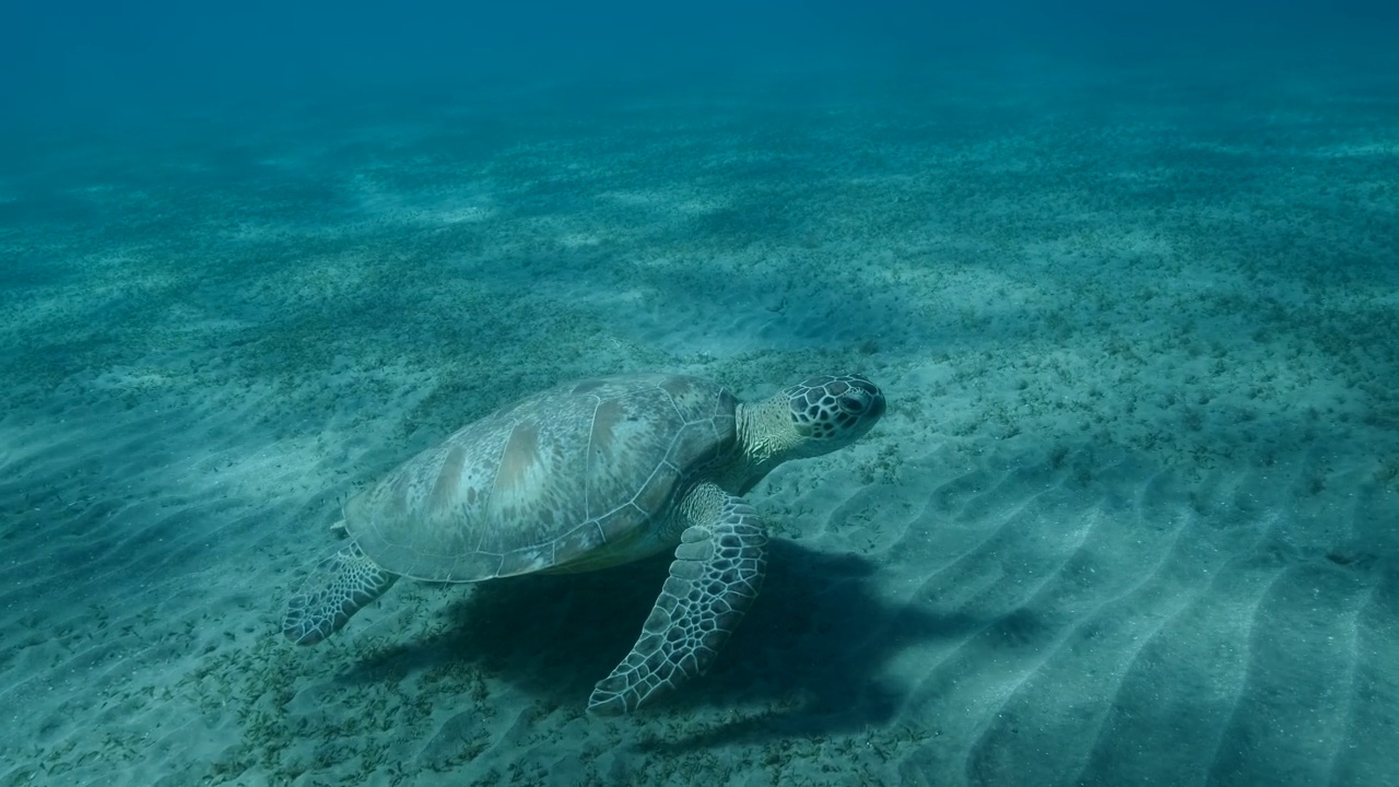 慢镜头，海龟在沙底上缓缓游动。大绿海龟(Chelonia mydas)在覆盖着绿色海草的海床上游泳。埃及红海视频素材