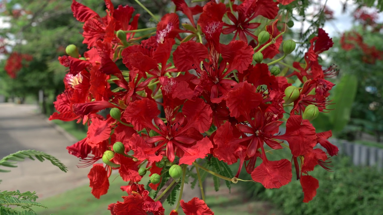 美丽的花朵孔雀花，红鸟或Poinciana在公园。夏天自然背景。视频素材