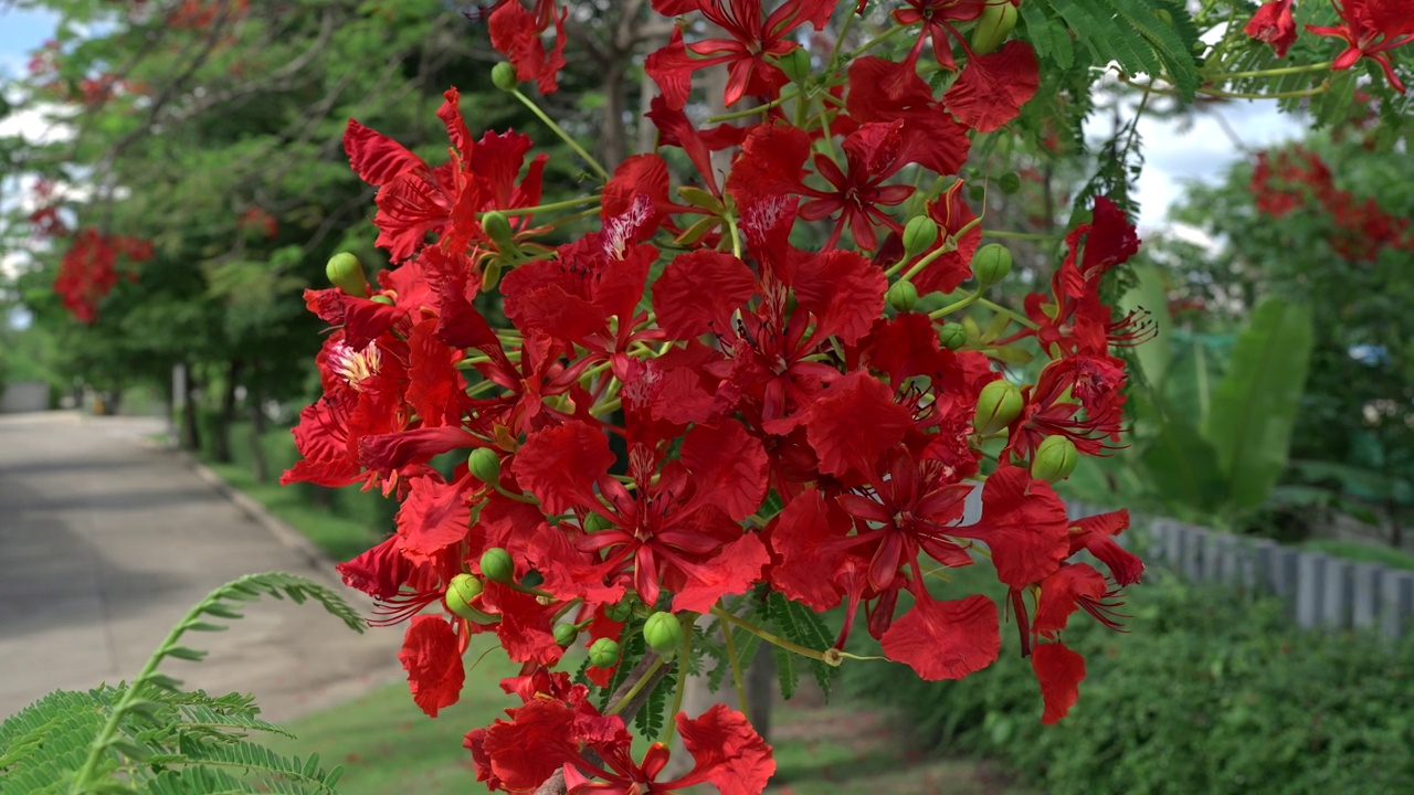 美丽的花朵红色巴巴多斯骄傲，孔雀花，红色的鸟或在公园的Poinciana。夏天自然背景。视频素材